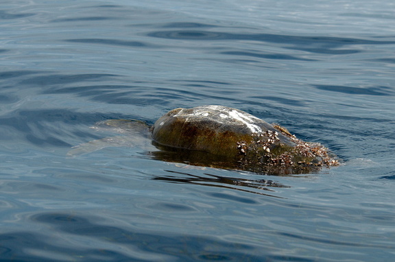 hawksbill sea turtle