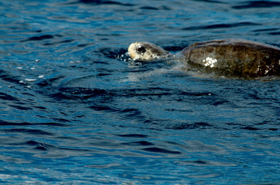 Ridley's sea turtle