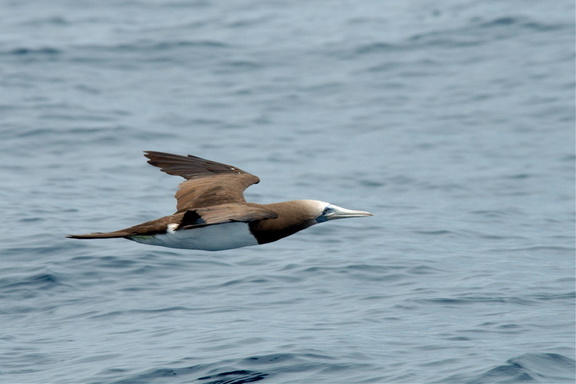 flying booby!