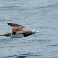 flying booby!