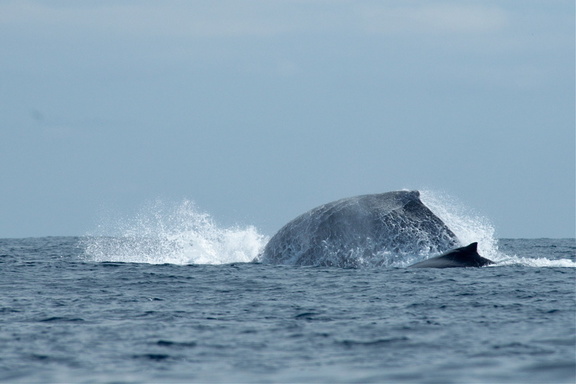 whales make really big splashes