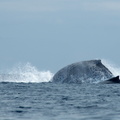 whales make really big splashes