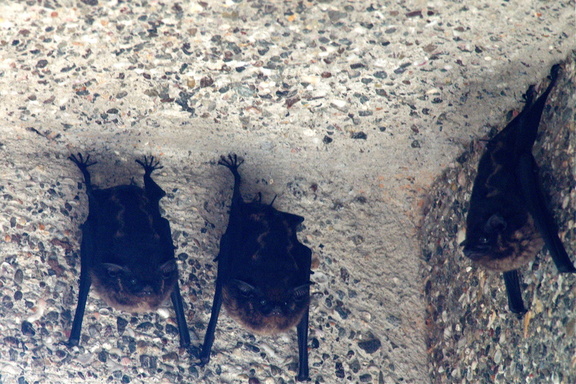 bats!