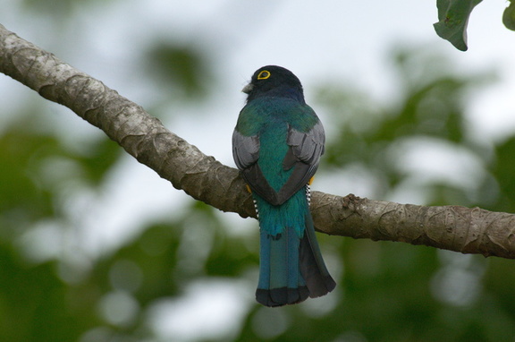 violaceous trogon (seriously. that's its name)