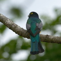 violaceous trogon (seriously. that's its name)