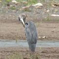 we came all this way to see a great blue heron???