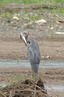 we came all this way to see a great blue heron???