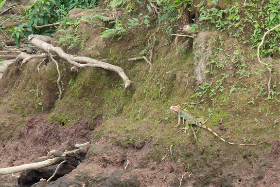 green iguana on shore
