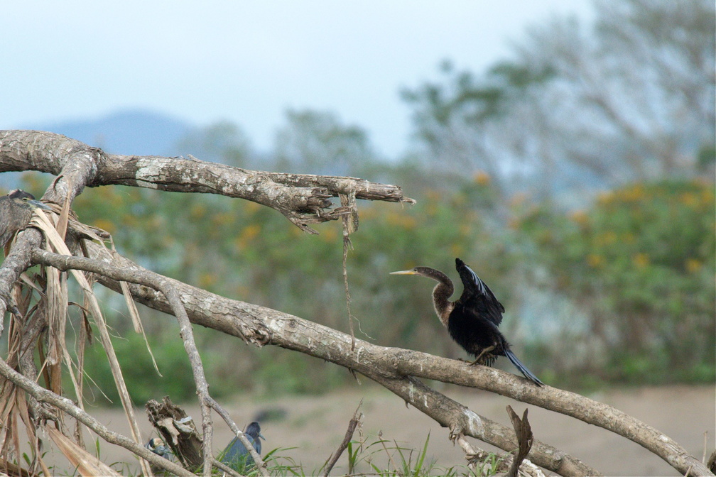 another anhinga