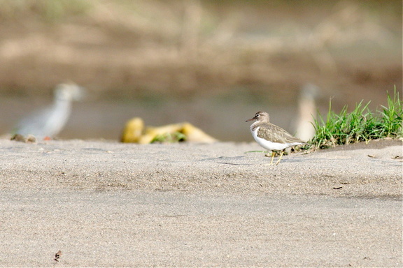 shorebirds are hard to identify in the best of circumstances