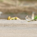 shorebirds are hard to identify in the best of circumstances