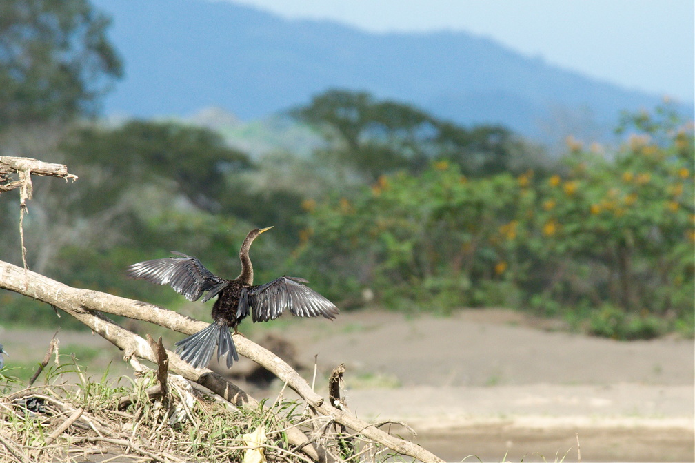 anhinga