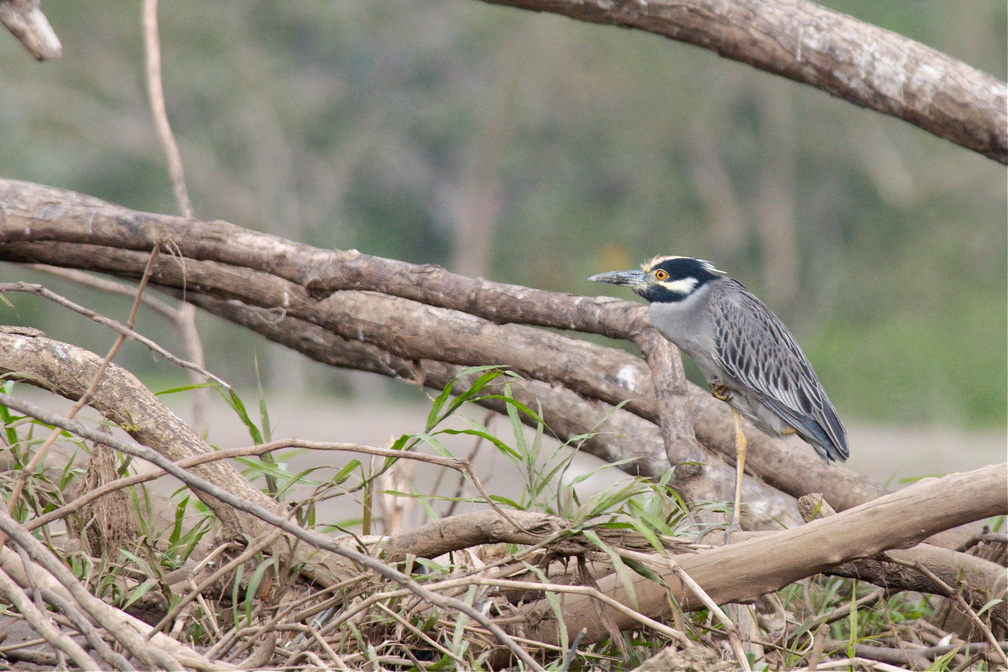 night heron on one leg