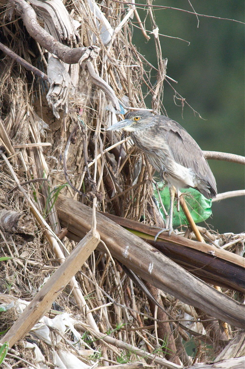 this bird's expression is priceless