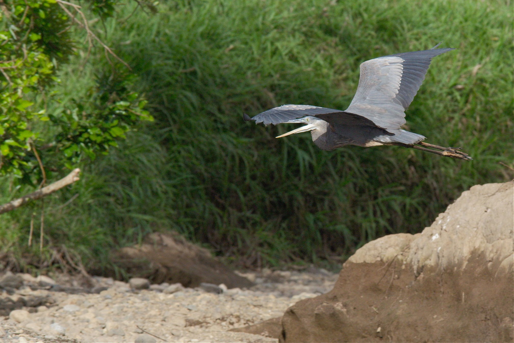 great blue heron takes off