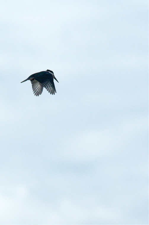 kingfisher hovering