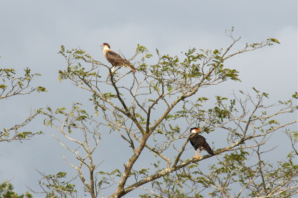 caracaras keeping watch