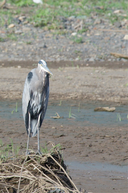 tri-colored heron