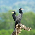 neotropic cormorants 