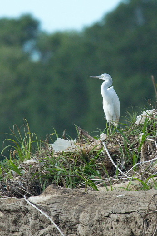 snowy egret