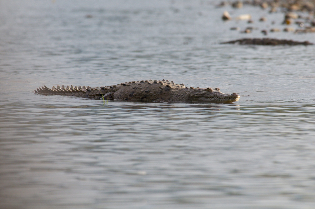 croc in the water