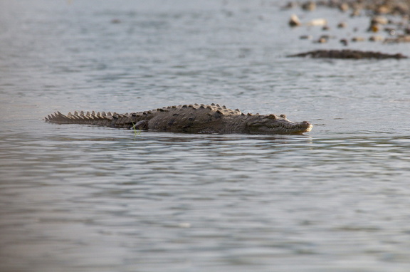 croc in the water