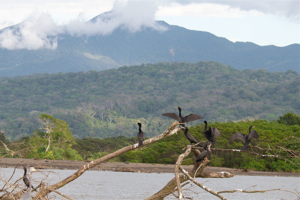 cormorants drying their wings