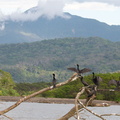 cormorants drying their wings