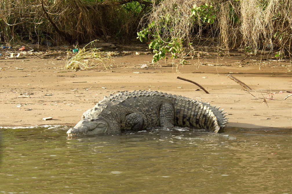 really. big. crocodile.