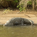 really. big. crocodile.