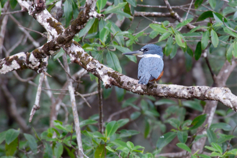 ringed kingfisher. huge bill.