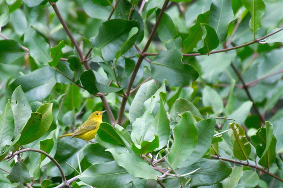our guide enticed this yellow warbler out of the jungle