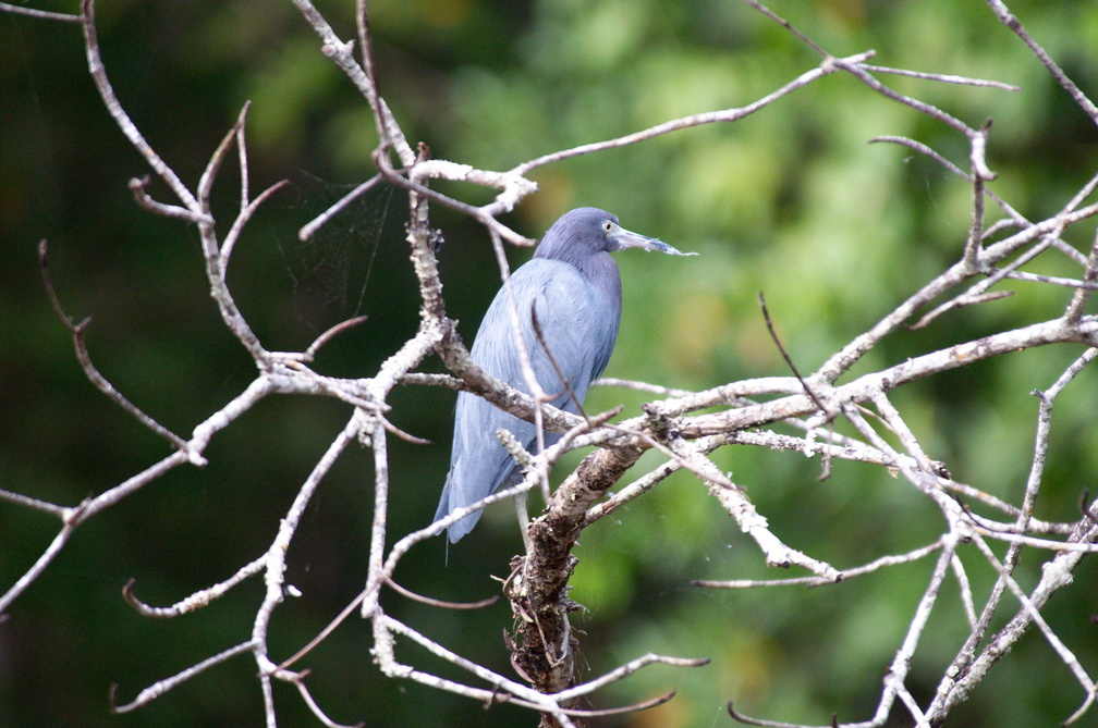 another little blue heron