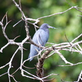 another little blue heron