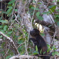 young howler monkey. can probably already make some big noise.