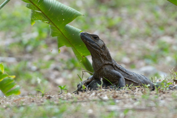 iguanas were all over Villa Lapas