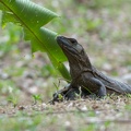 iguanas were all over Villa Lapas