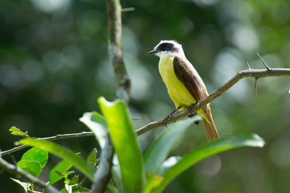 one of many types of flycatchers that we saw