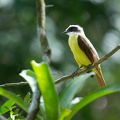 one of many types of flycatchers that we saw