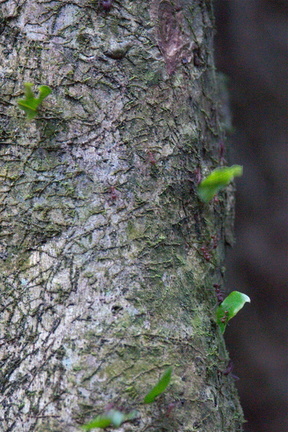 ants on a  log...er, tree