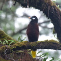 Montezuma oropendula. This bird makes the best sound.