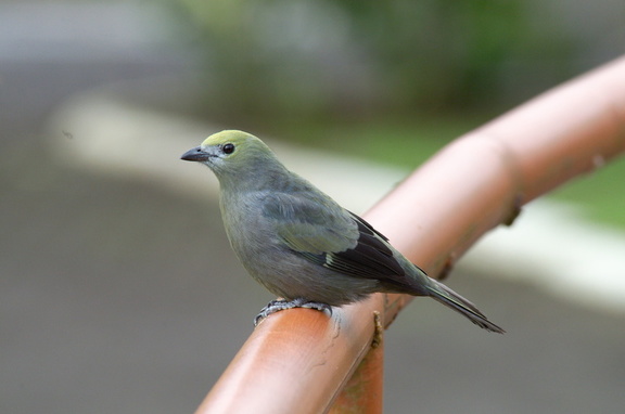 some type of femlae tanager
