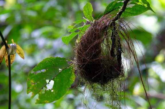 woven nest