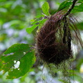 woven nest