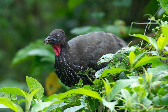 crested guan (not to be confused with guano. that's different)