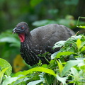 crested guan (not to be confused with guano. that's different)