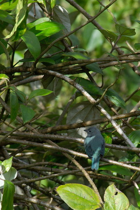 blue-grey tanager