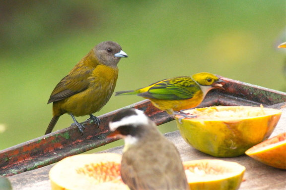 silver throated tanager