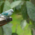 blue-grey tanager