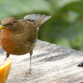 clay colored robin: with all its stunning choices, why did Costa Rica pick this as their national bird?